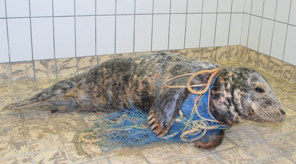Tiere leiden wegen Plastikmüll