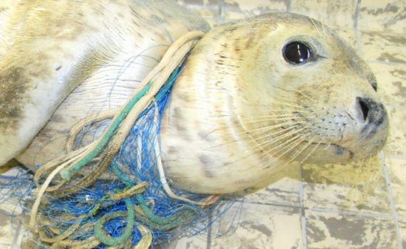 Tiere leiden wegen Plastikmüll