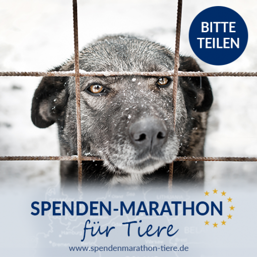 Hungernden Tieren LEBEND durch den Winter helfen mit dem Spenden Marathon des Tierschutz Shops! Jede HIlfe zählt - Vor allem DEINE!