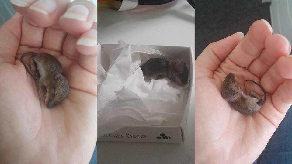 UPDATE! Babymaus: Findelkind im Büro