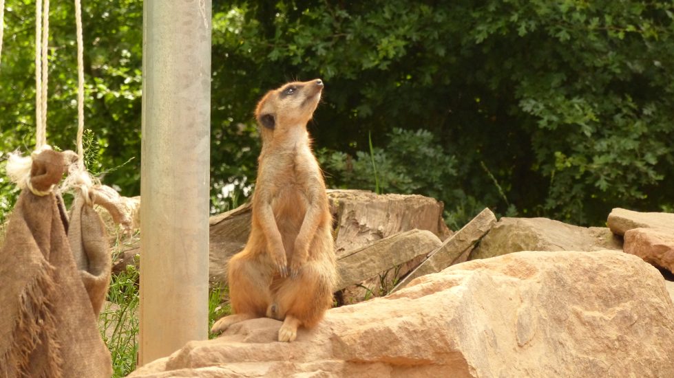 tierpark_sababurg_hofgeismar_tiere_familienausflug