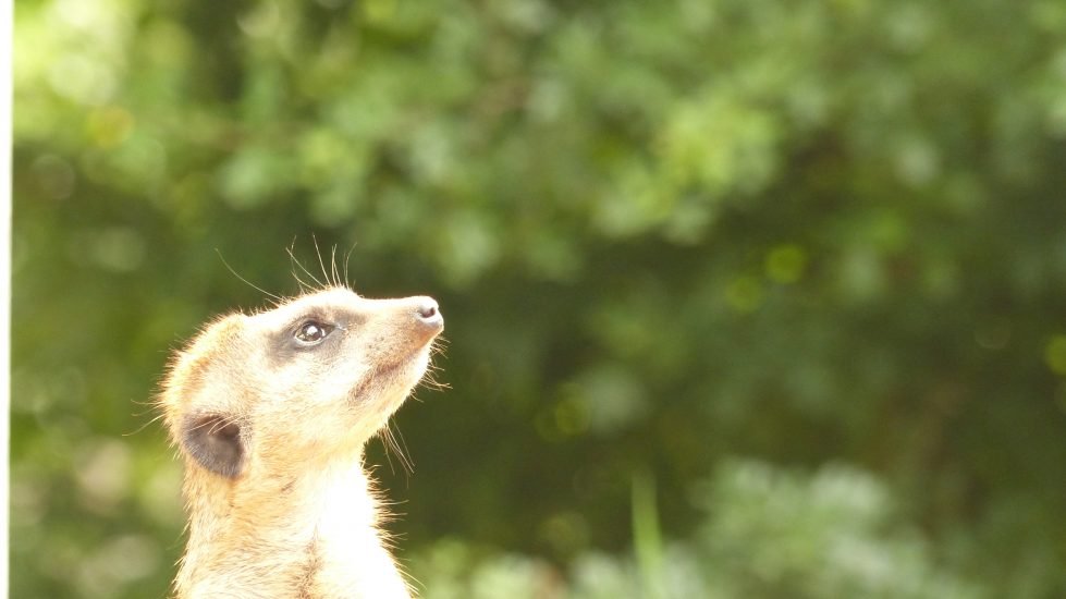 tierpark_sababurg_hofgeismar_tiere_familienausflug