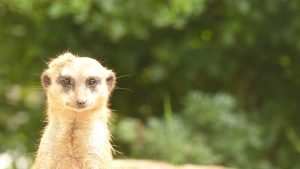 tierpark-sababurg-hofgeismar-tiere-familienausflug