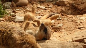 tierpark-sababurg-hofgeismar-tiere-familienausflug