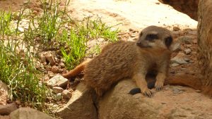 tierpark-sababurg-hofgeismar-tiere-familienausflug