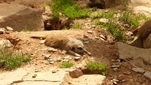 tierpark-sababurg-hofgeismar-tiere-familienausflug