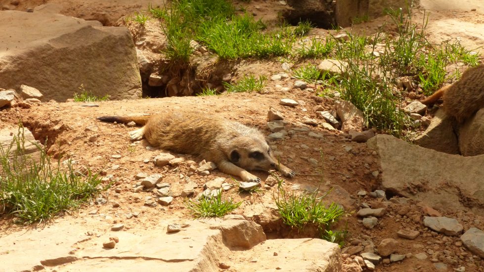 tierpark_sababurg_hofgeismar_tiere_familienausflug