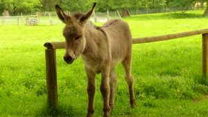 tierpark-sababurg-hofgeismar-tiere-familienausflug