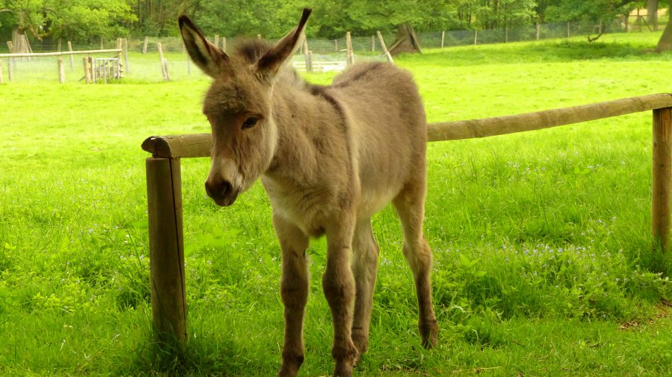 tierpark_sababurg_hofgeismar_tiere_familienausflug