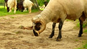 tierpark-sababurg-hofgeismar-tiere-familienausflug