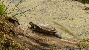 tierpark-sababurg-hofgeismar-tiere-familienausflug