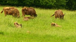 tierpark-sababurg-hofgeismar-tiere-familienausflug