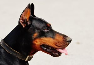 dobermann-kupierte-ohren-rute-qual