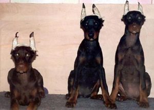 dobermann-kupierte-ohren-2