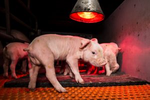 Im Schweinehochhaus in Maasdorf herrschen katastrophale Zustände. Das Deutsche Tierschutzbüro dokumentierte grausame Zustände. Ferkel werden mit voller Wucht gegen Wände geschmettert, Muttertiere getreten und misshandelt usw. Eine Hölle auf 6 Etagen. Das kranke Ausmaß einer ignorierenden Gesellschaft.