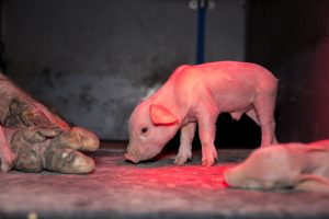 Im Schweinehochhaus in Maasdorf herrschen katastrophale Zustände. Das Deutsche Tierschutzbüro dokumentierte grausame Zustände. Ferkel werden mit voller Wucht gegen Wände geschmettert, Muttertiere getreten und misshandelt usw. Eine Hölle auf 6 Etagen. Das kranke Ausmaß einer ignorierenden Gesellschaft.