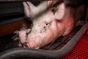 Im Schweinehochhaus in Maasdorf herrschen katastrophale Zustände. Das Deutsche Tierschutzbüro dokumentierte grausame Zustände. Ferkel werden mit voller Wucht gegen Wände geschmettert, Muttertiere getreten und misshandelt usw. Eine Hölle auf 6 Etagen. Das kranke Ausmaß einer ignorierenden Gesellschaft.