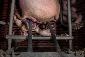 Im Schweinehochhaus in Maasdorf herrschen katastrophale Zustände. Das Deutsche Tierschutzbüro dokumentierte grausame Zustände. Ferkel werden mit voller Wucht gegen Wände geschmettert, Muttertiere getreten und misshandelt usw. Eine Hölle auf 6 Etagen. Das kranke Ausmaß einer ignorierenden Gesellschaft.