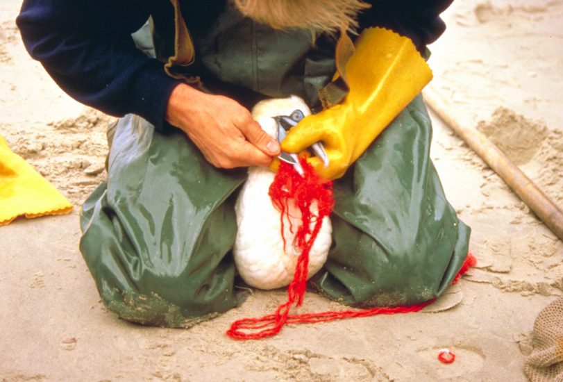 Tiere verenden durch Plastik