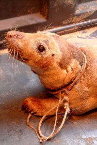 Tiere verenden durch Plastik