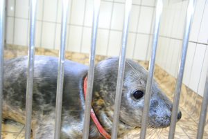 tiere leiden wegen plastkmüll