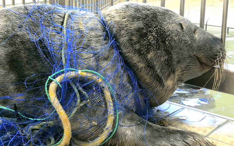 Tiere leiden wegen Plastkmüll