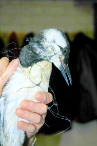 Gigantische Plastikinseln, qualvoll verendete Tiere durch Plastik, Plastik in der Arktis, Mirkoplastik in unserer Nahrung - Wir vermüllen in Seelenruhe unseren Planeten, die Tiere und schlussendlich uns. Wir haben uns einen Teufelskreislauf aus Plastik erschaffen. Doch wir können auch was dagegen tun