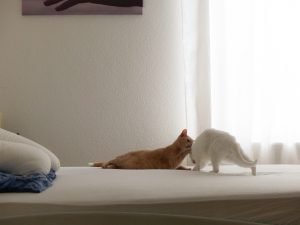 Wir mussten unsere geliebte Angstkatze schweren Herzens einschläfern lassen. Sie hatte ein akutes Nierenversagen. Ein schwerer Verlust!