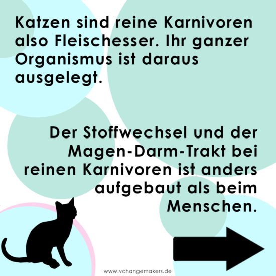 Vegane Katzenernährung ist ein heiß umstrittenes Thema unter Veganern. Erfahre nun, weshalb ich meine Katzen definitiv nicht vegan ernähre.