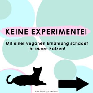 Vegane Katzenernährung ist ein heiß umstrittenes Thema unter Veganern. Erfahre nun, weshalb ich meine Katzen definitiv nicht vegan ernähre.